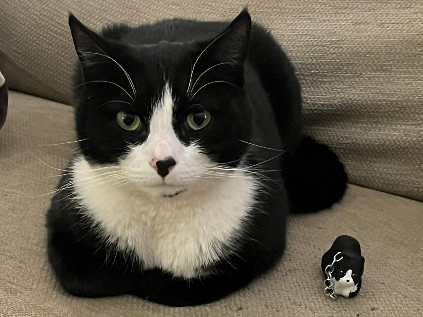 Custom Cat Accessories